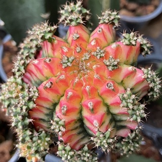 มัลติคัลเลอร์ (Multicolor) ยิมโนไม้กราฟ🌵กระบองเพชร