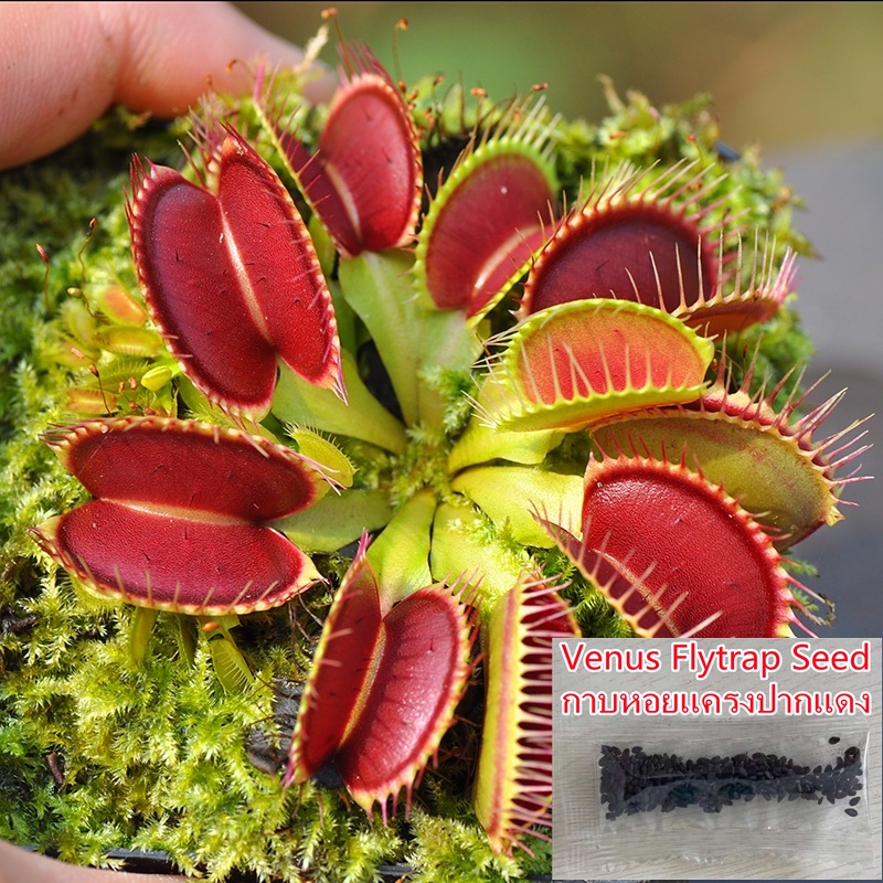 พร้อมส่ง！！ Venus Flytrap Seeds 100 เมล็ด ต้นไม้ฟอกอากาศกินแมลง