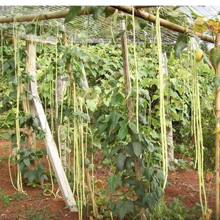 เมล็ดพันธุ์ ถั่วฝักยาว โอเรียนทอล (Oriental Yard Long Bean Seed) บรรจุ 20 เมล็ด คุณภาพดี ของแท้ 100%