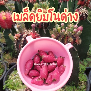 กระบองเพชร แคคตัส (Cactus) เมล็ดยิมโนด่างมิกซ์ (Gymno Ver. Mix) 1 หลอด ( ประมาณ 500-700เมล็ด ) เมล็ดเก็บล้างปีนี้ 2565