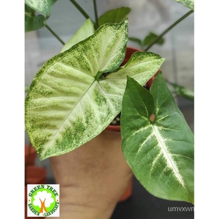 INDOOR PLANT- SYNGONIUM PODOPHYLLUM (WHITE) for HOME/OFFICE decoration上衣/花园/种子/芹菜/儿童/seeds/苹果/园艺/母婴/男装/ 6LP2