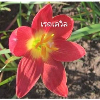 บัวดิน บัวดินเรดเดวิล1,2หัวให้เลือก บัวดินสีแดง หัวบัวดิน ไม้คลุมดิน ไม้หัว