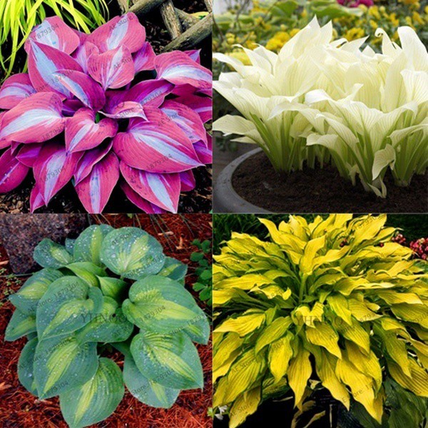 บอนสี 100เมล็ด Hosta Plantaginea Seed เมล็ดบอนสี บอนสีหายาก เมล็ดดอกไม้ บอนสีสวยๆ ต้นไม้มงคล พันธุ์ดอกไม้ ต้นไม้ฟอกอากาศ