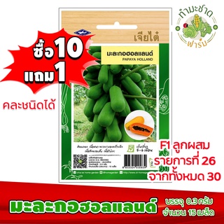 (ซื้อ10แถม1) เมล็ดพันธุ์ มะละกอ ฮอลแลนด์ Papaya holland ประมาณ 15เมล็ด เจียไต๋ เมล็ดพันธุ์พืช เมล็ดพันธุ์ผัก เมล็ดผัก