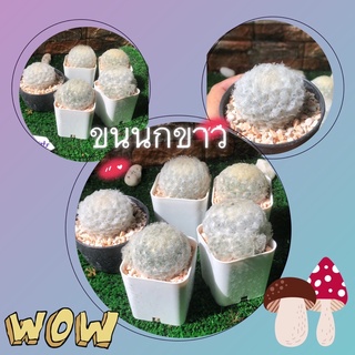 แมม.ขนนกขาว  Mamillaria plumosa ไม้เพาะเมล็ด ดอกสีขาว ขนาด 3 - 4 ซม. กระถาง 2" ส่งทั้งกระถาง