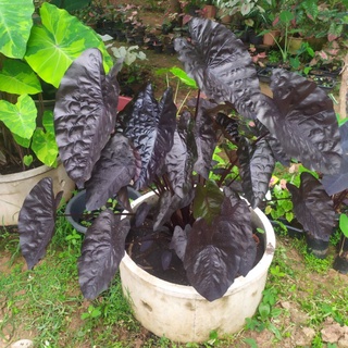 Colocasia black ripple