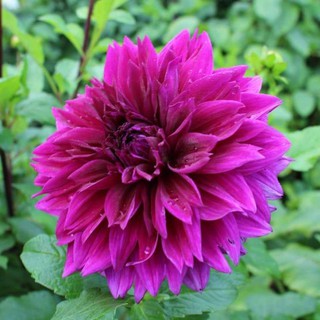 เหง้า หัวไม้ ดอกรักเร่ หรือดอกดาห์เลีย (Dahlia)  Dahlia Purple Plate ดอกใหญ่ สินค้านำเข้า เหง้าแข็งแรงใหญ่