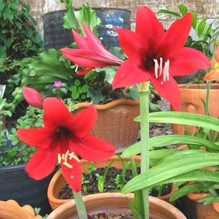 ว่านสี่ทิศ amaryllis 1หัว/ชุด ดอกสีแดงและสีโอรส พันธุ์พื้นเมือง ทนแดดทนฝน ออกดอกบ่อย ไม้มงคล