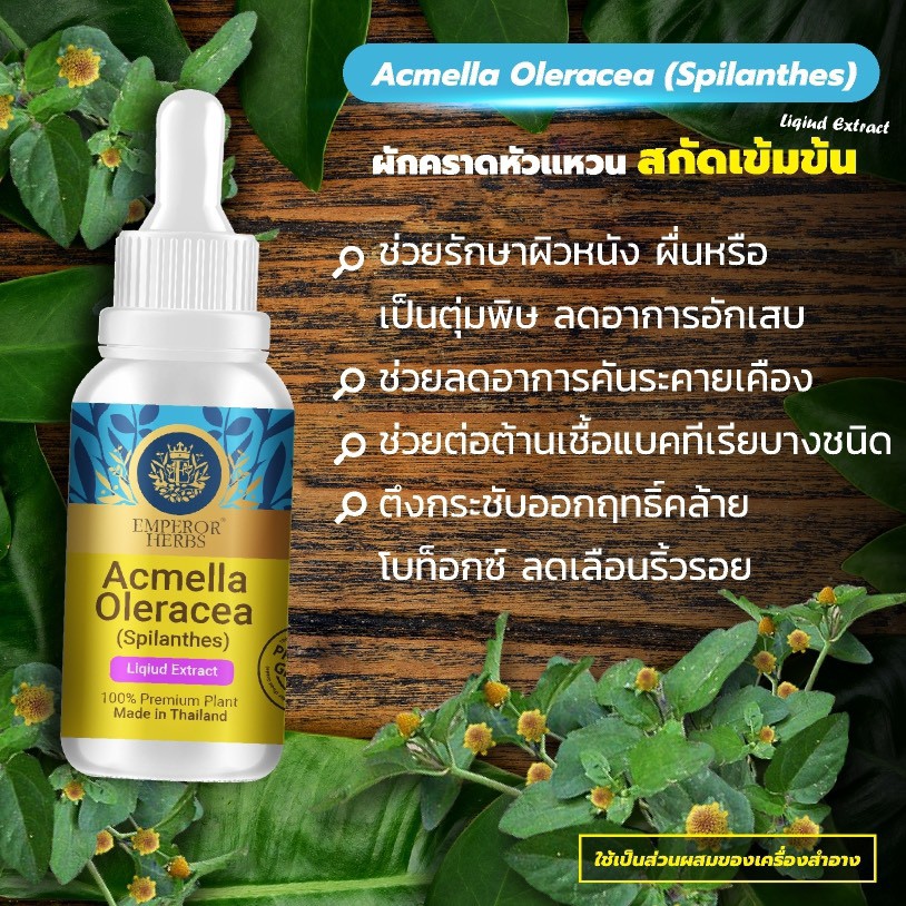 ผักคราดหัวแหวน Acmella Oleracea, Paracress Extracted (High Concentration) เข้มข้นสูง ชนิดน้ำ ขนาด 30 มล.