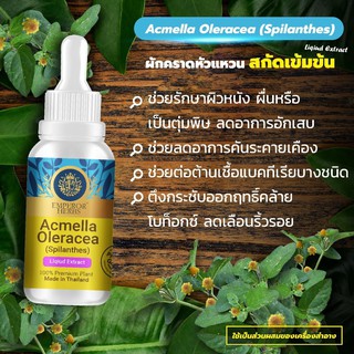 ผักคราดหัวแหวน Acmella Oleracea, Paracress Extracted (High Concentration)  เข้มข้นสูง ชนิดน้ำ ขนาด 30 มล.