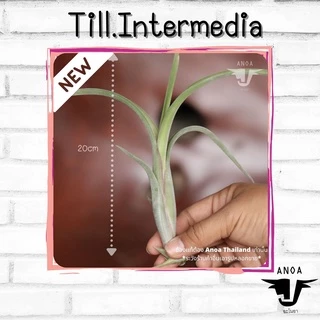 *สินค้าขายดี* Tillandsia ทิลแลนเซีย สับปะรดสี 6 สายพันธุ์ เกรด Premium
