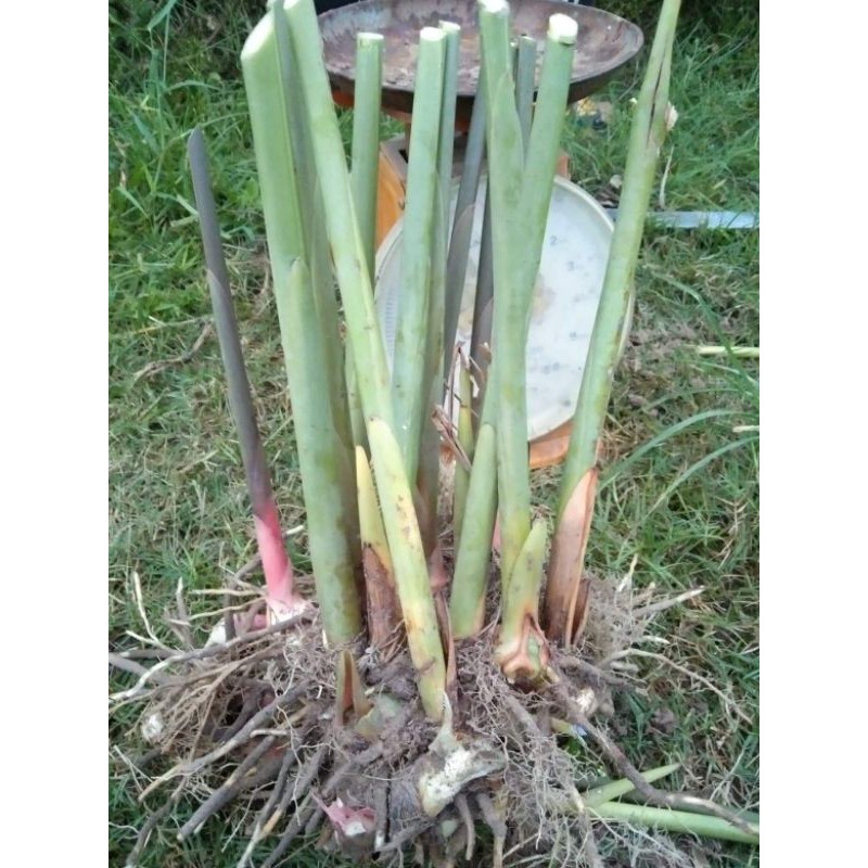 ต้นพันธุ์ข่าตาแดง 1kg. 69บ. | Shopee Thailand