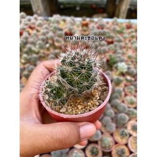 🌵#แมมหนามตะขอแดง #แคคตัสหนามตะขอแดง #แคคตัสมีดอก🌵