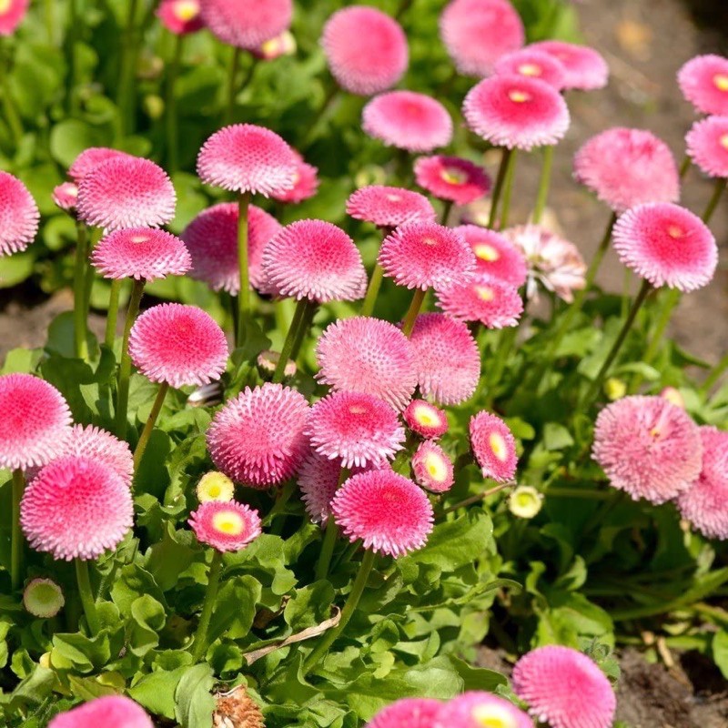 เมล็ดพันธุ์ ดอกเดซี่ สตอเบอร์รี่ คละสี ( Daisy strawberry )บรรจุ 10 เมล็ด ของแท้ นำเข้า