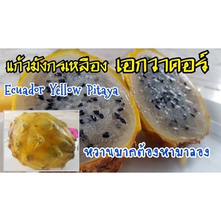 กิ่งพันธุ์ แก้วมังกร เหลือง เอกวาดอร์ Yellow Dragon fruit from Ecuador จากเมือง Palora ตรงตามสายพันธุ์แท้ 100%