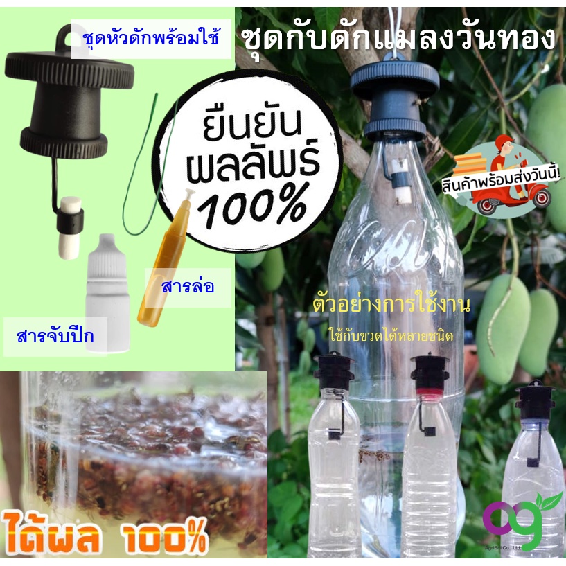 ชุดดักแมลงวันทอง (XL) พร้อมสารล่อแมลง​ เมทิล​ยูจีนอล (ปลอดภัยไร้ยาฆ่าแมลง) สำหรับ โรงเรือน แปลงเกษตร สวนผลไม้