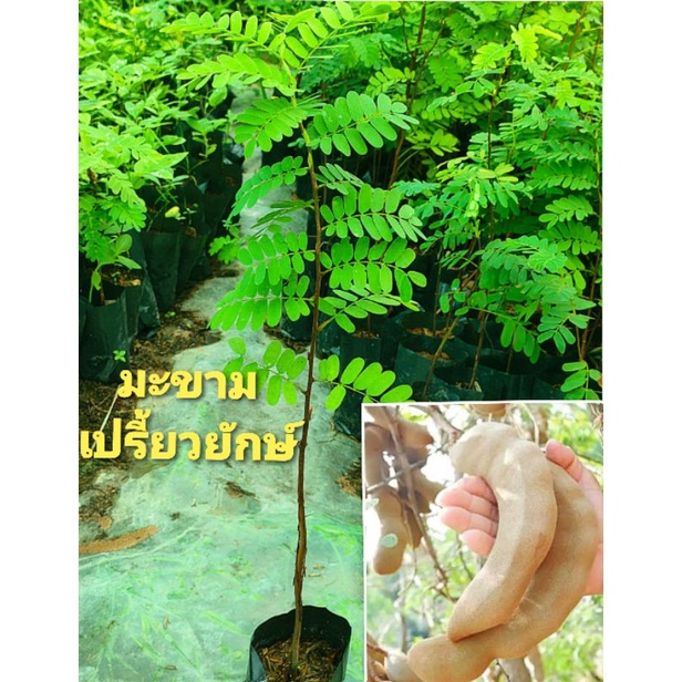 มะขามเปรี้ยวยักษ์พันธุ์เเท้ ลูกดก ฝักใหญ่ ขนาด30-50 ซม. ทนเเล้ง ปลูกได้ทุกสภาพดิน