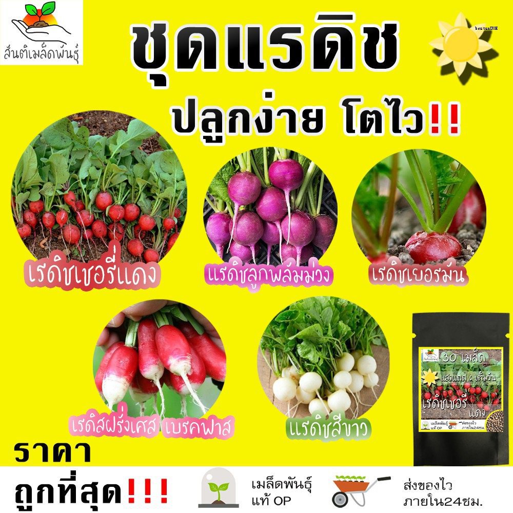 เมล็ดพันธุ์คุณภาพสูงในสต็อกในประเทศไทยคละ สวนครัว ปลูกโตไว (เมล็ดผัก ...