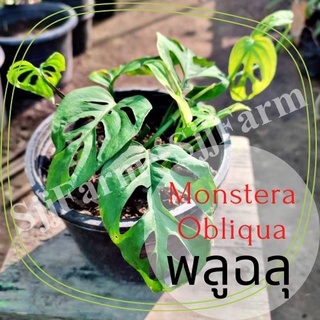 1 ต้น พลูฉลุ Monstera obliqua ต้นไม้ในร่ม ต้นไม้ฟอกอากาศ  ไม้มงคล จัดส่งพร้อมกระถาง 1-3 วันได้รับ