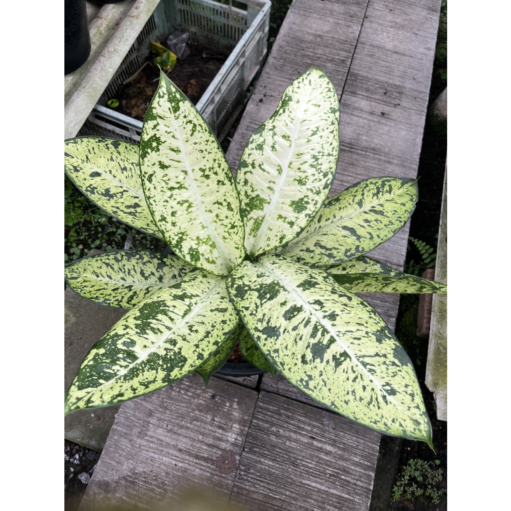 มุมมอง 3