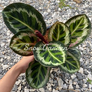 คล้าแองเจล่า 🌿 Calathea Angela 🌿 กระถาง8นิ้ว ขอดูรูปเพิ่มเติมได้ค่ะ