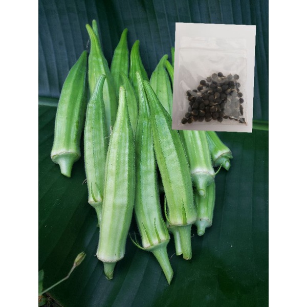 เมล็ดพันธุ์กระเจี๊ยบขาวกรอบนุ่มหวานอ่อน ๆ เมล็ดใหม่ปลูกขึ้นง่าย กินดิบได้ สุกได้เพียงลวกน้ำร้อน บรรเทาอาการกรดไหลย้อน