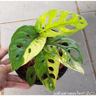 พลูฉลุด่าง Monstera Adansonii Variegated