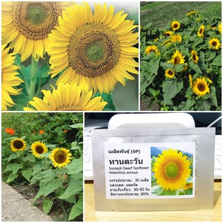 เมล็ดพันธุ์ ทานตะวันเตี้ย ซันสปอท (Sunspot Dwarf Sunflower Seed) บรรจุ 30 เมล็ด คุณภาพดี ราคาถูก ของแท้ 100%