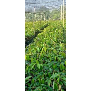 ต้นทุเรียนโอวฉีหนามดำเสียบยอดรุ่นใหม่50-60ซม.
