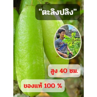 เปรี้ยวปรี๊ด 1 ต้น ต้นตะลิงปลิง (ขนาดกลาง) ตะลิงปลิง สูง 40 ซม. ต้นพันธุ์พร้อมปลูก ต้นพันธุ์ตะลิงปลิง ต้นพร้อมส่ง