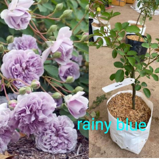 rainy blue กุหลาบเลื้อยสีม่วงละมุนดอกหอม