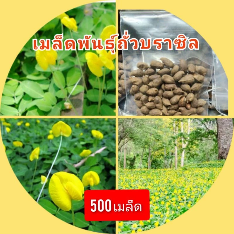 เมล็ดพันธุ์ถั่วบราซิล [500 เมล็ด] ตกแแต่งสวน สนามหญ้า พืชคลุมดิน