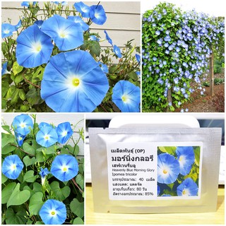 เมล็ดพันธุ์ มอร์นิ่งกลอรี เฮฟเวนรี่บลู (Heavenly Blue Morning Glory Seed) บรรจุ 40 เมล็ด คุณภาพดี ราคาถูก ของแท้ 100%