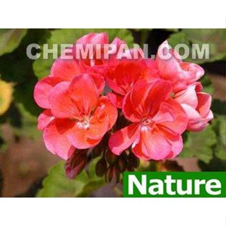 [CHEMIPAN] น้ำมันหอมระเหย เจอเรเนียม (Geranium Essential Oil) 25g.