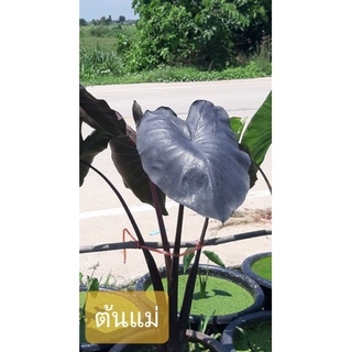 Colocasia Diamond Head บอนดำ บอนประดับ บอนสวยงาม