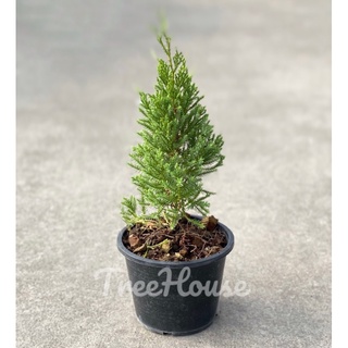 สนมังกร กระถาง 6 นิ้ว / Juniperus chinensis L.pot 6