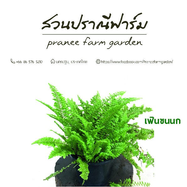 เฟินขนนก ขนาดกระถาง 6 นิ้ว