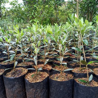 Bibit Buah Zaitun