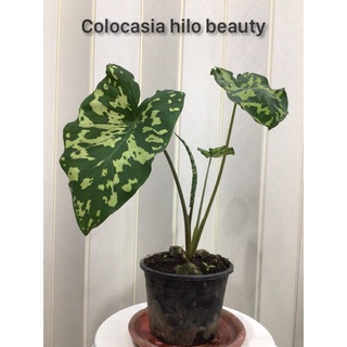 Colocasia Hilo beauty บอนเสือพราน…ราชินีไม้ใบ