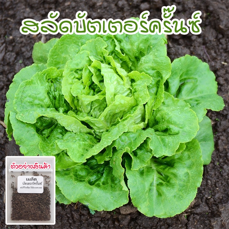 90-300 เมล็ด ผักสลัดบัตเตอร์ครันช์ เมล็ดพันธุ์ Buttercrunch Lettuce นำเข้าจากต่างประเทศ 90-300 เมล็ด [10 แถม 1 คละได้]
