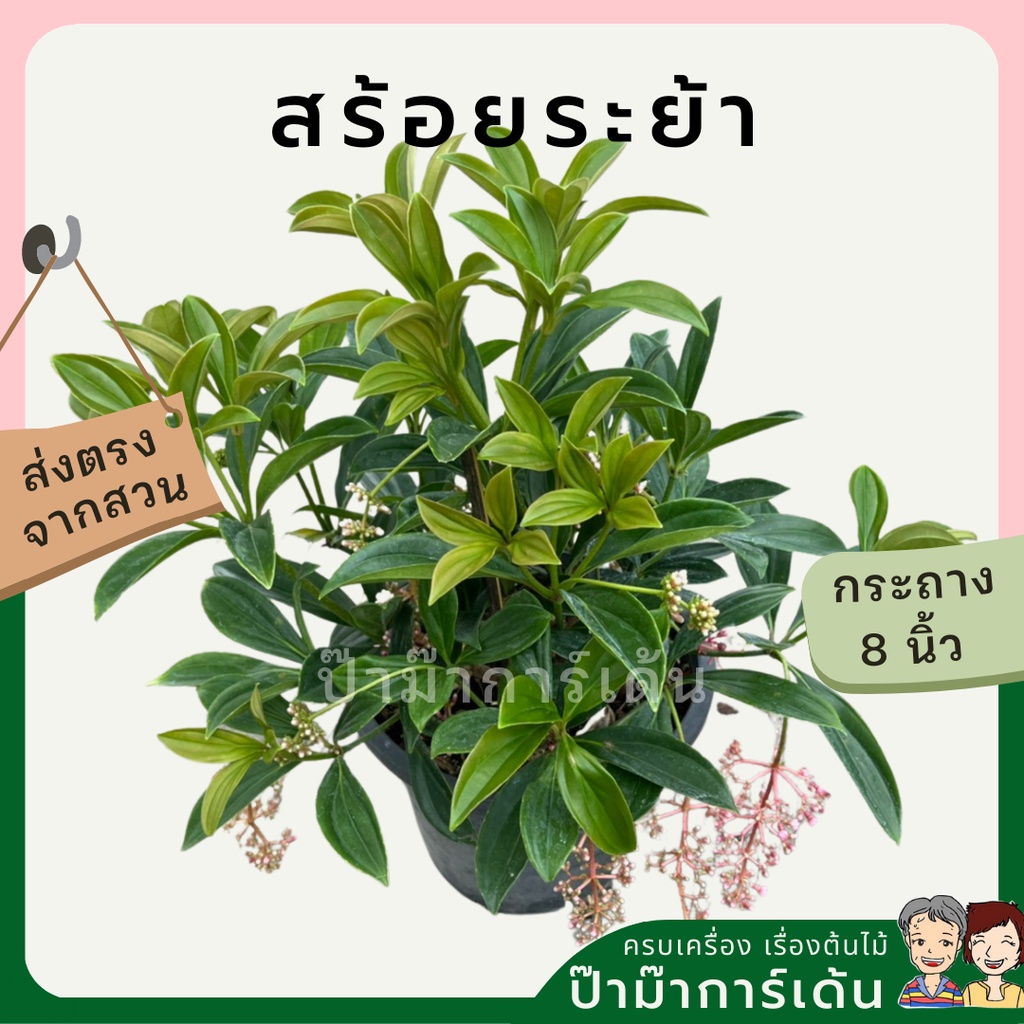 มุมมอง 2