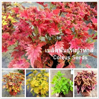 คุณภาพสูง เมล็ด/เมล็ดพันธุ์หญ้าห้าสี Mixed Coleus Seeds Perilla Blumei แต่ละแพ็คมี 100 เมล็ด ด/เมล็ด เมล็ดพันธุ์ ต้น JDZ