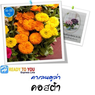 ดาวเรืองหม้อ (Calendula) คาเลนดูล่า คอสต้า 25 เมล็ด (จาก Floranova Ltd)