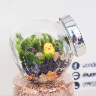 สวนขวด 1แถม1 ชุด DIY Terrarium Set จัดสวนขวดง่ายๆ ดูแลง่าย ไม่ต้องรดน้ำ (ตุ๊กตาคละแบบ)