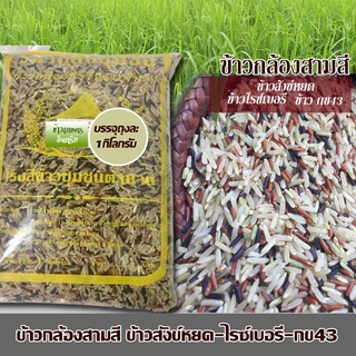 [1กก]ข้าวกล้องสามสี ข้าวกล้อง ดัชนี้น้ำตาลต่ำ ข้าวสังข์หยด ข้าวไรซ์เบอรี่ ข้าวกข43 เกษตรอินทรีย์ ข้าวกล้องพัทลุง