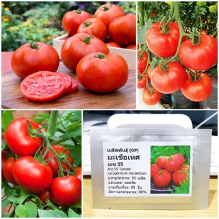 เมล็ดพันธุ์ มะเขือเทศ เอซ55 (Ace 55 Tomato Seed) บรรจุ 50 เมล็ด คุณภาพดี ราคาถูก ของแท้ 100%