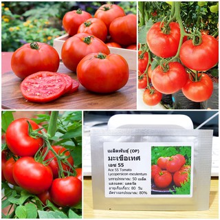 เมล็ดพันธุ์ มะเขือเทศ เอซ55 (Ace 55 Tomato Seed) บรรจุ 50 เมล็ด คุณภาพดี ราคาถูก ของแท้ 100%