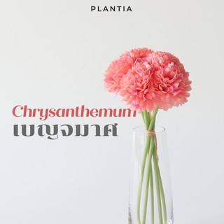 [พร้อมส่ง🚚] เบญจมาศประดิษฐ์ - Artificial Chrysanthemum (ดอกเบญจมาศปลอม ดอกไม้ประดิษฐ์ ดอกไม้ปลอม ช่อดอกไม้ประดิษฐ์)