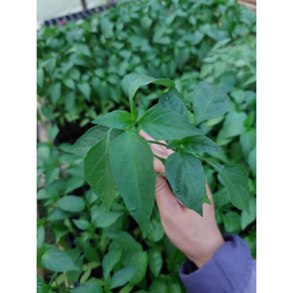 🌱ต้นกล้าพริกหนุ่มเขียว••พร้อมส่ง!!🌱