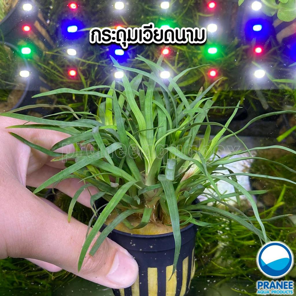 กระดุมเวียดนาม Eriocaulon sp. "Vietnam" ต้นไม้น้ำ